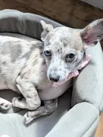 Liora, a female Chihuahua for sale in Orlando, FL – Photo 4 of 10