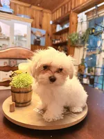 Alberta, a male Maltipoo for sale in Winder, GA – 2 of 5