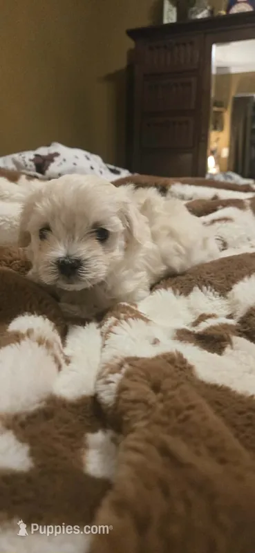 Leonard – Maltipoo puppy for sale in Winder, GA