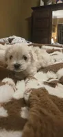 Leonard, a male Maltipoo for sale in Winder, GA – 1 of 3