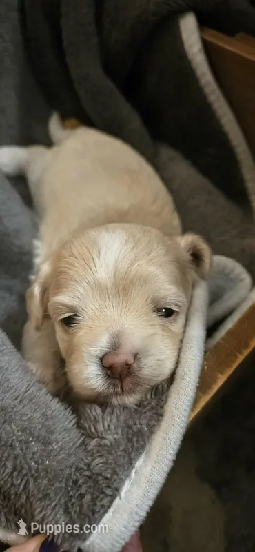 Miranda – Maltipoo puppy for sale in Winder, GA