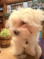Thor, a male Maltipoo for sale in Winder, GA – 2 of 5