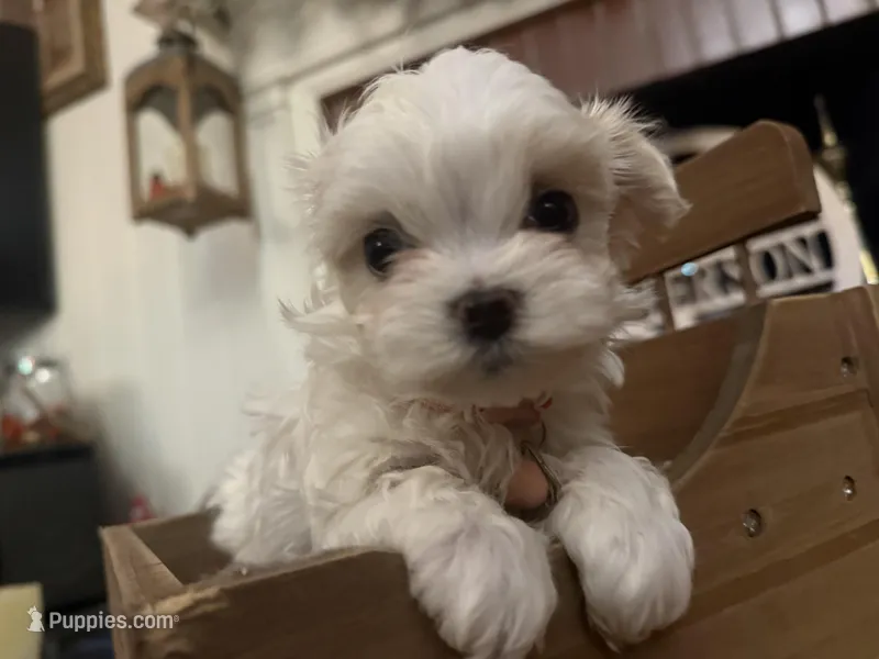 Alberta – Maltipoo puppy for sale in Winder, GA