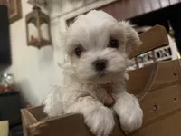 Alberta, a male Maltipoo for sale in Winder, GA – Photo 1 of 2