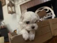 Alberta, a male Maltipoo for sale in Winder, GA – Photo 2 of 2