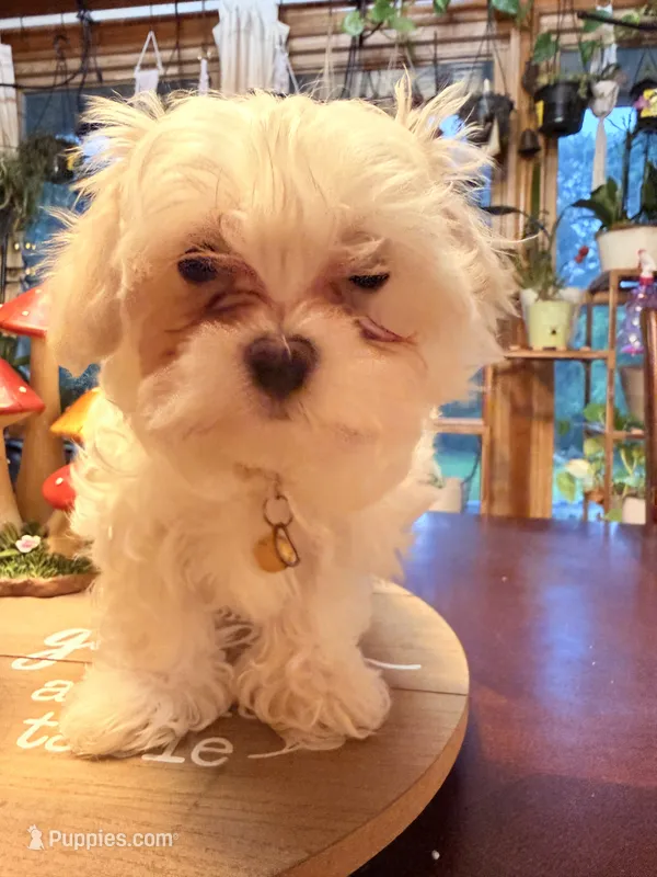 Pete – Maltipoo puppy for sale in Winder, GA