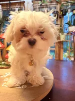 Pete, a male Maltipoo for sale in Winder, GA – 1 of 5