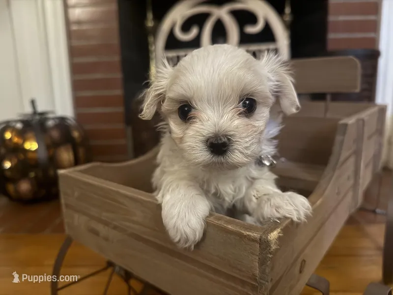 Nancy – Maltipoo puppy for sale in Winder, GA