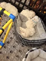 Nancy, a male Maltipoo for sale in Winder, GA – Photo 3 of 3