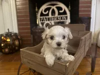 Nancy, a male Maltipoo for sale in Winder, GA – Photo 2 of 3