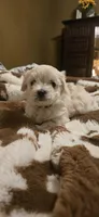 Raj, a male Maltipoo for sale in Winder, GA – 2 of 2