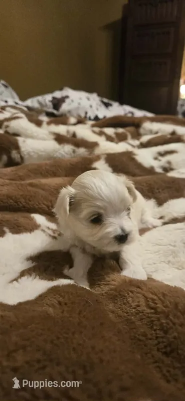 Sheldon – Maltipoo puppy for sale in Winder, GA