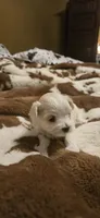 Sheldon, a male Maltipoo for sale in Winder, GA – 1 of 2