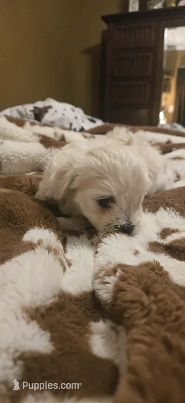 Raj – Maltipoo puppy for sale in Winder, GA