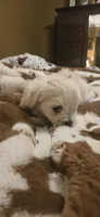 Raj, a male Maltipoo for sale in Winder, GA – 1 of 2