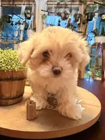 Rose, a female Maltipoo for sale in Winder, GA – 2 of 6