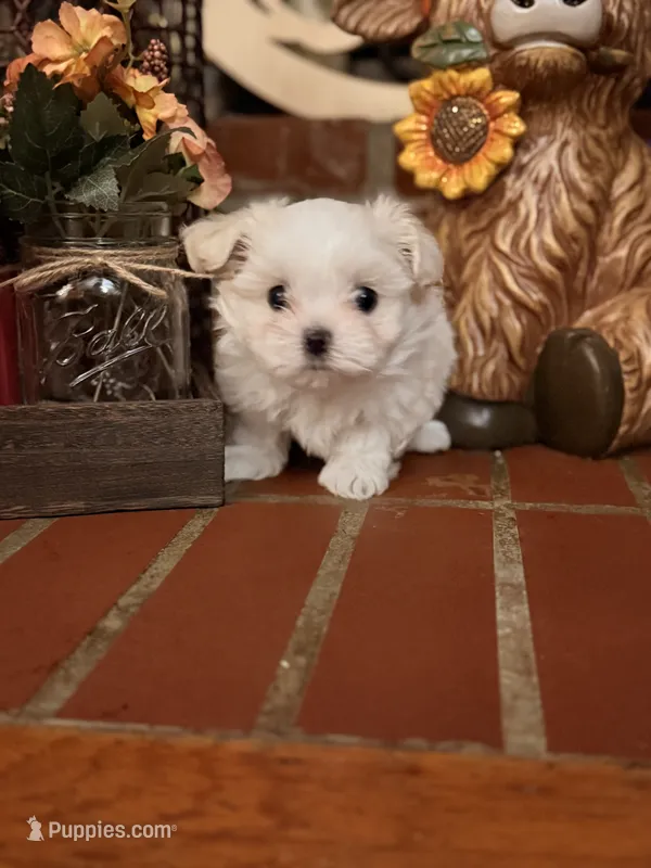 Stuart – Maltipoo puppy for sale in Winder, GA