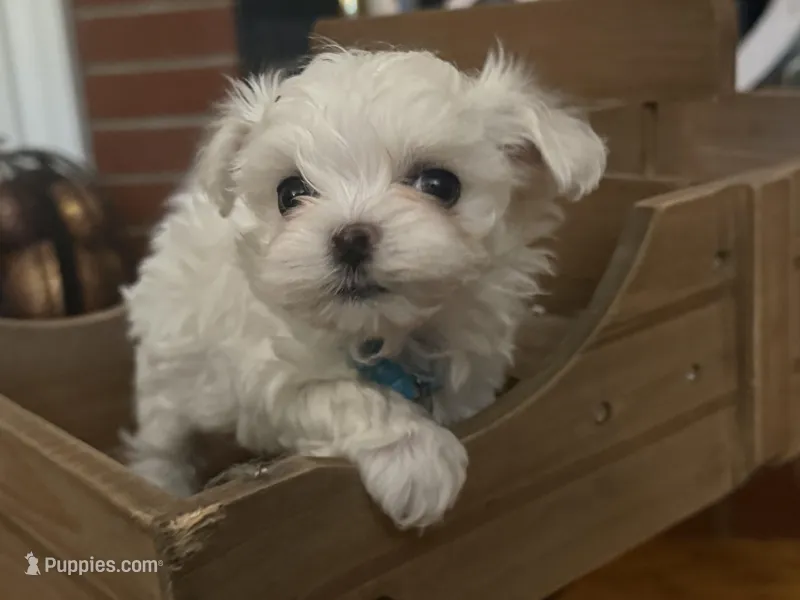 Hetty – Maltipoo puppy for sale in Winder, GA