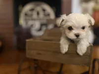 Hetty, a male Maltipoo for sale in Winder, GA – Photo 2 of 2