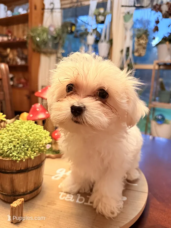 Alberta – Maltipoo puppy for sale in Winder, GA