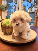 Rose, a female Maltipoo for sale in Winder, GA – 3 of 6