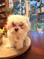 Pete, a male Maltipoo for sale in Winder, GA – 2 of 5