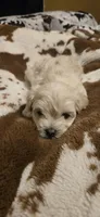 Leonard, a male Maltipoo for sale in Winder, GA – 3 of 3