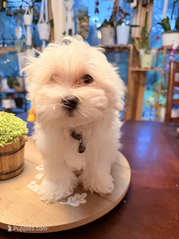 Thor – Maltipoo puppy for sale in Winder, GA