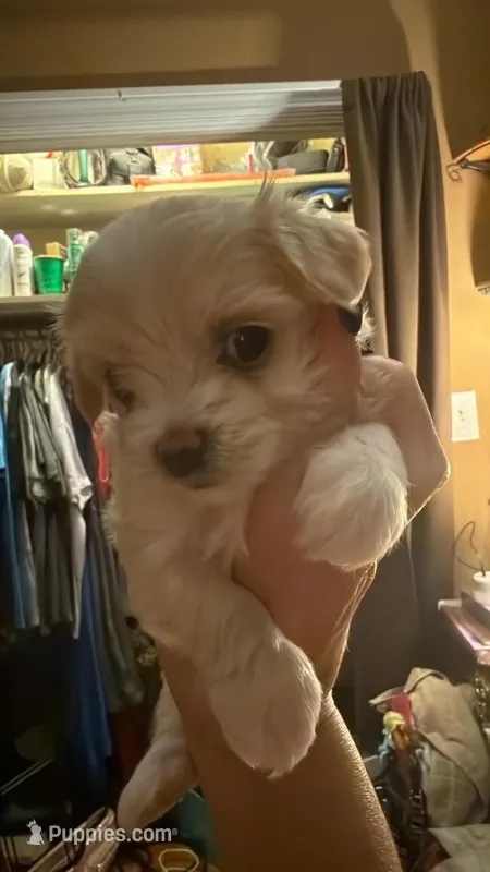 Jerry – Maltipoo puppy for sale in Winder, GA