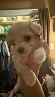 Jerry, a male Maltipoo for sale in Winder, GA – 1 of 2