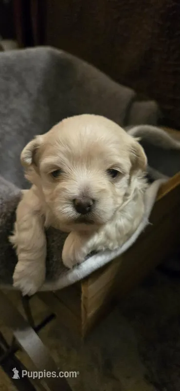 Samantha – Maltipoo puppy for sale in Winder, GA