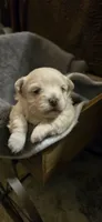 Samantha, a female Maltipoo for sale in Winder, GA – Photo 2 of 2