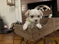 Flower, a male Maltipoo for sale in Winder, GA – Photo 2 of 2