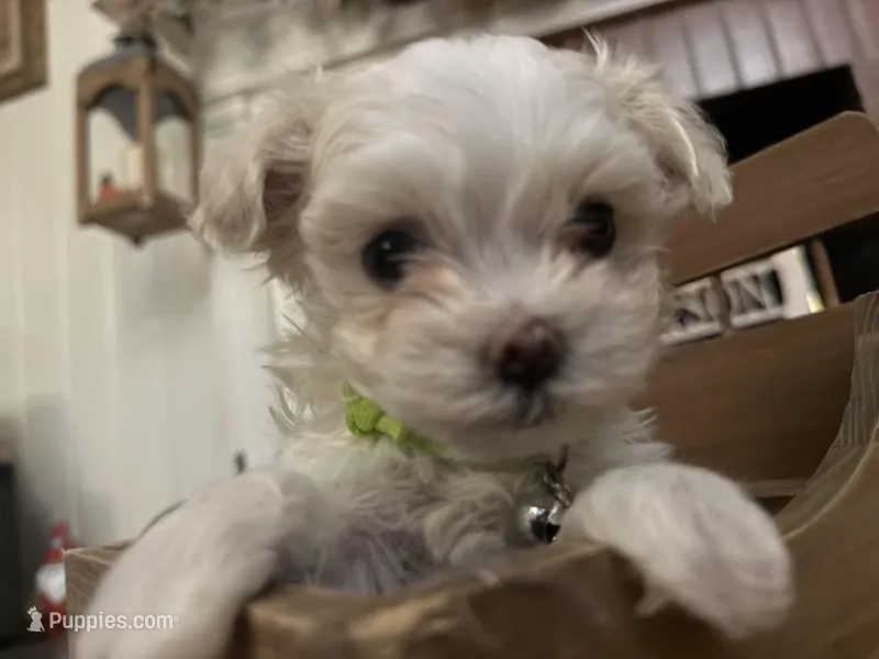 Flower – Maltipoo puppy for sale in Winder, GA