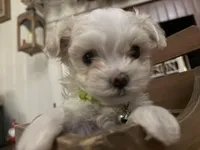 Flower, a male Maltipoo for sale in Winder, GA – Photo 1 of 2
