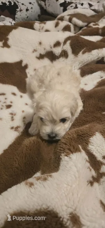 Howard – Maltipoo puppy for sale in Winder, GA
