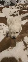 Howard, a male Maltipoo for sale in Winder, GA – 1 of 2