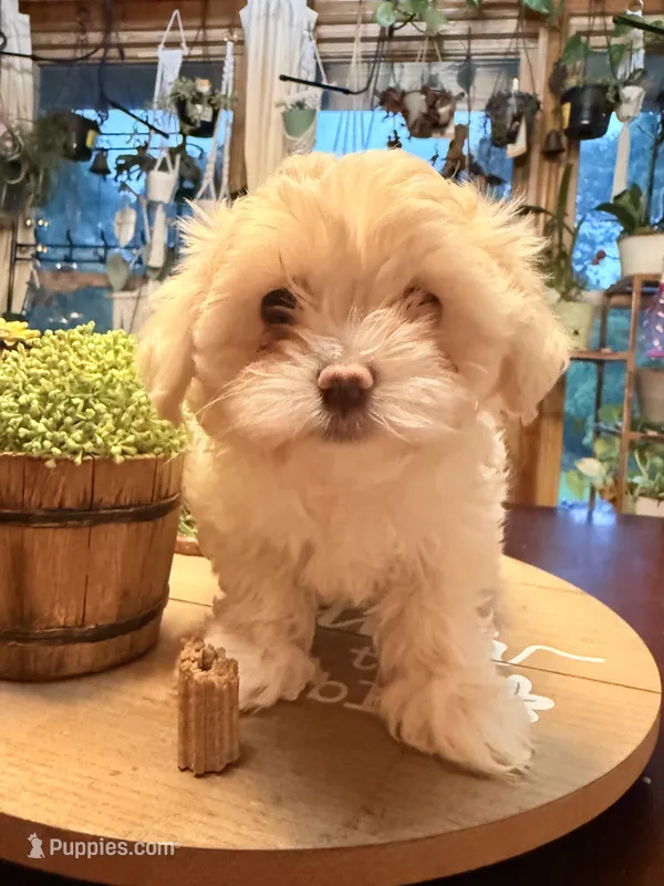 Rose – Maltipoo puppy for sale in Winder, GA