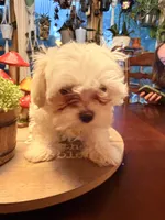Pete, a male Maltipoo for sale in Winder, GA – 3 of 5