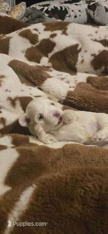 Stuart – Maltipoo puppy for sale in Winder, GA