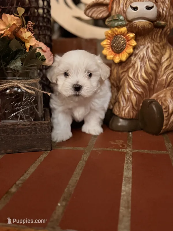 Howard – Maltipoo puppy for sale in Winder, GA