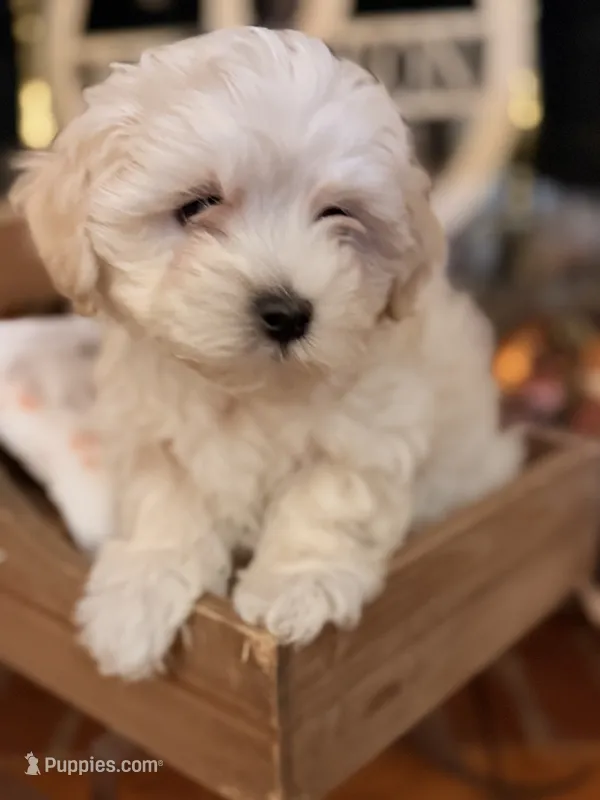 George – Maltipoo puppy for sale in Winder, GA