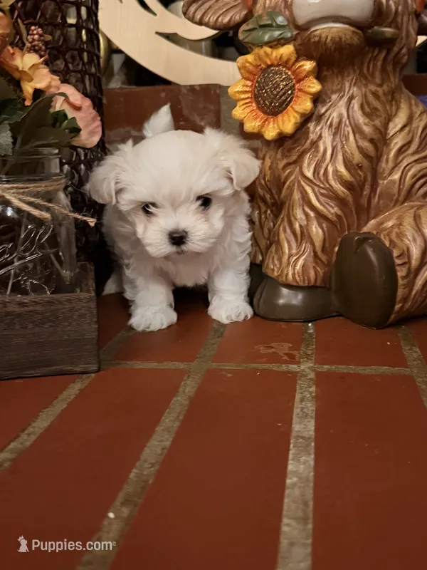 Raj – Maltipoo puppy for sale in Winder, GA