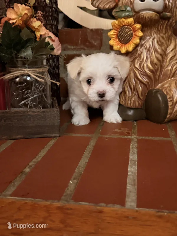Sheldon – Maltipoo puppy for sale in Winder, GA