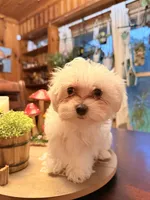 Alberta, a male Maltipoo for sale in Winder, GA – 3 of 5