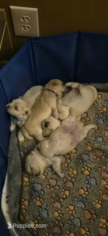 Kramer  – Maltipoo puppy for sale in Winder, GA