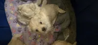 Kramer , a male Maltipoo for sale in Winder, GA – 2 of 2