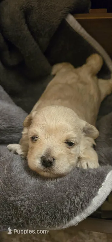 Carrie – Maltipoo puppy for sale in Winder, GA