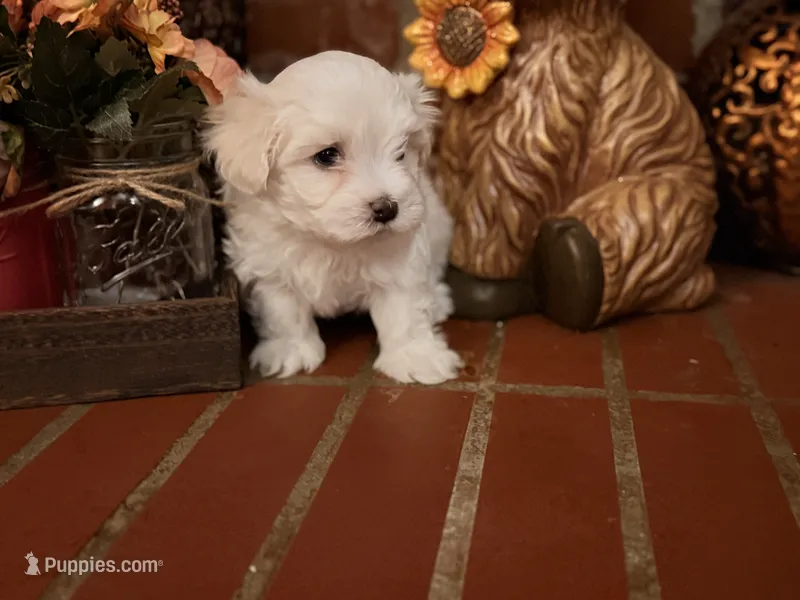 Leonard – Maltipoo puppy for sale in Winder, GA