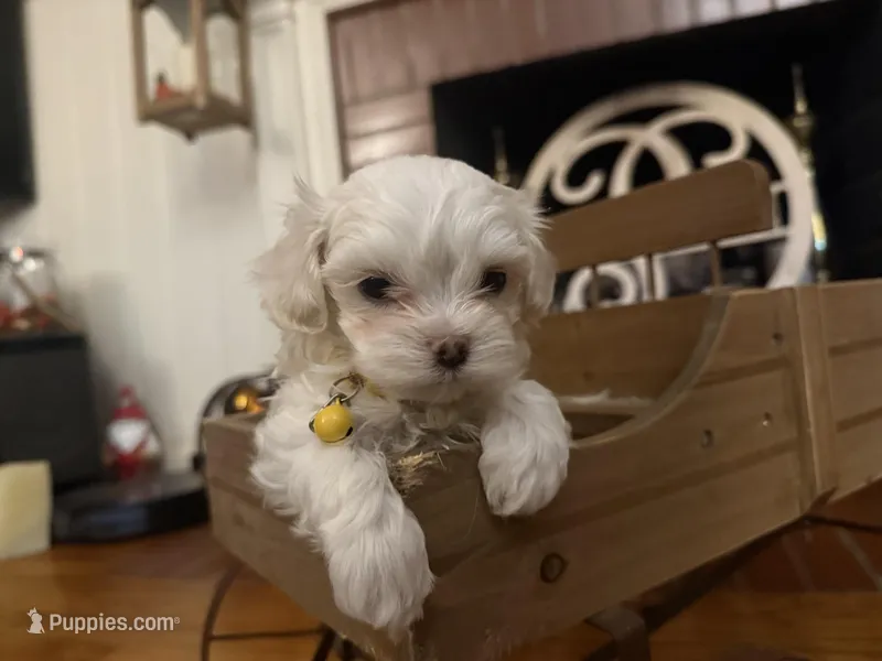 Pete – Maltipoo puppy for sale in Winder, GA